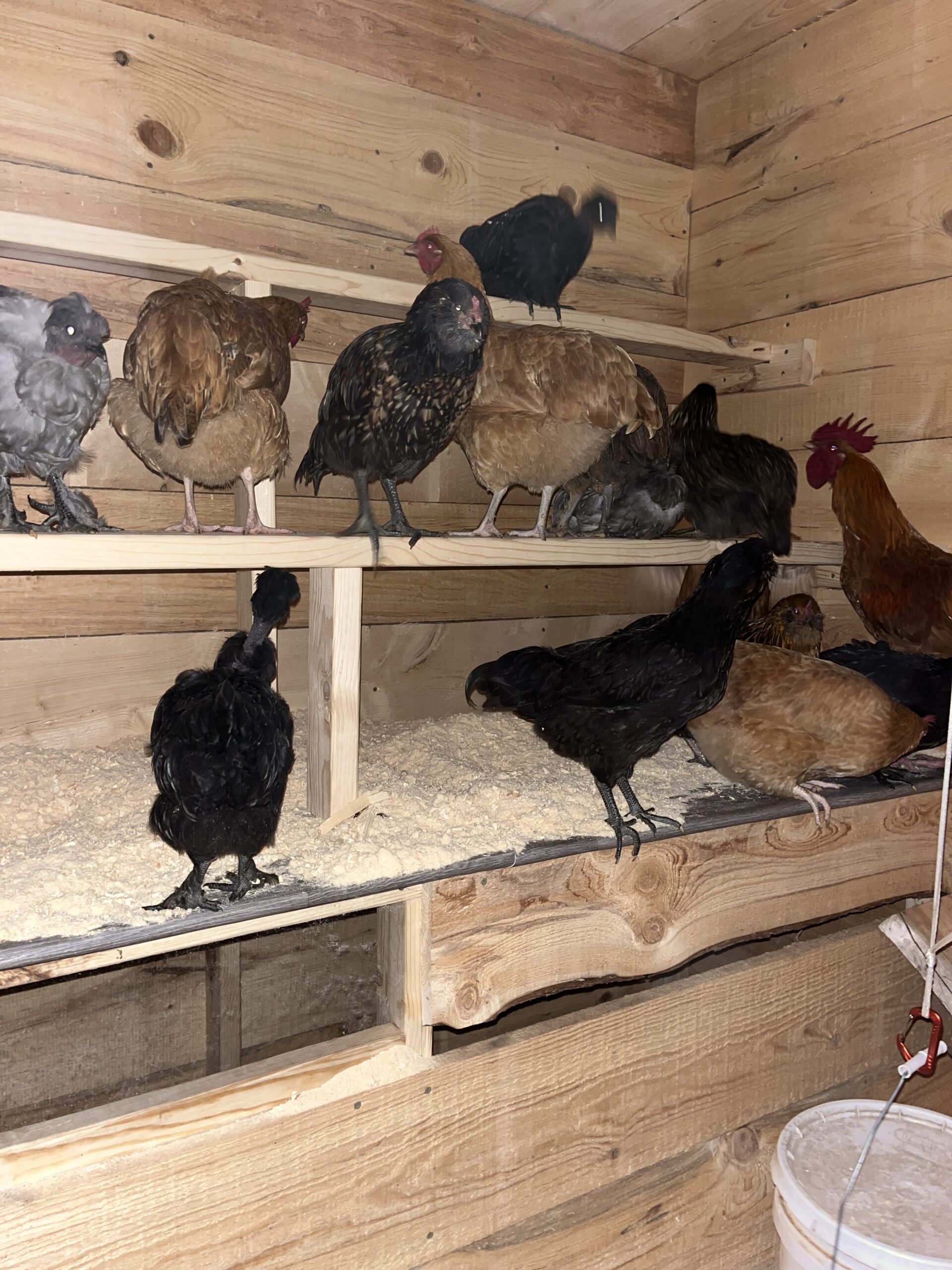 Chickens on roosts
